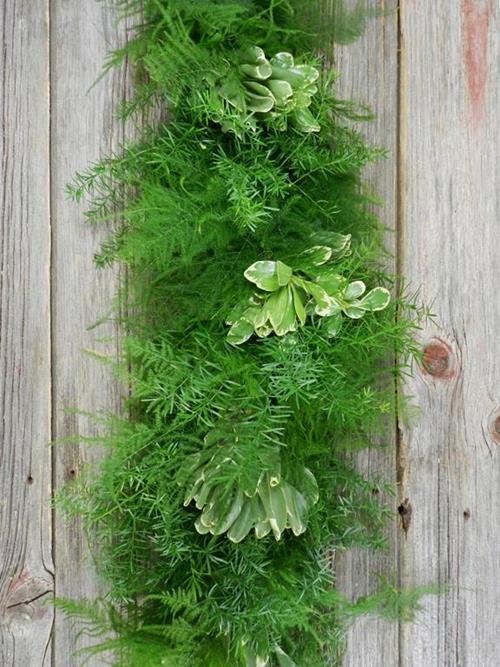 SPRENGERII, VARIEGATED PITTOSPORUM AND PLUMOSUS GARLAND